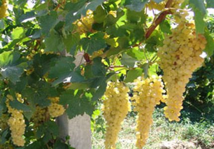 انگوور